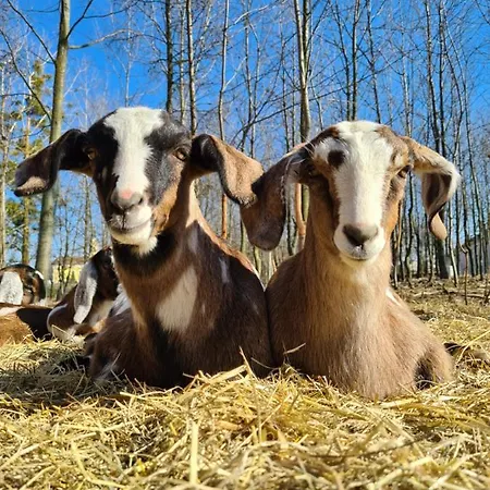 Istvan Parkhotel Es Gasztrofarm 3* Sormás